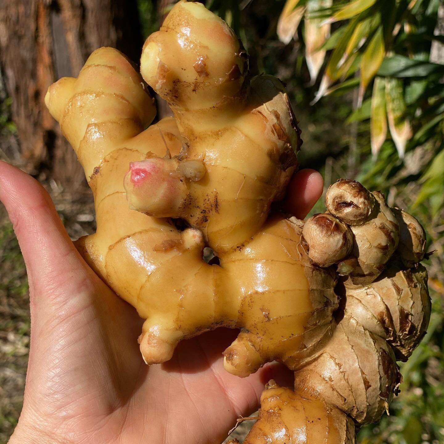 Spicy, fragrant and delicious!
Fresh ginger for the win! 😍 
.
.
.
#organic #ginger #smallscaleag #farmlife