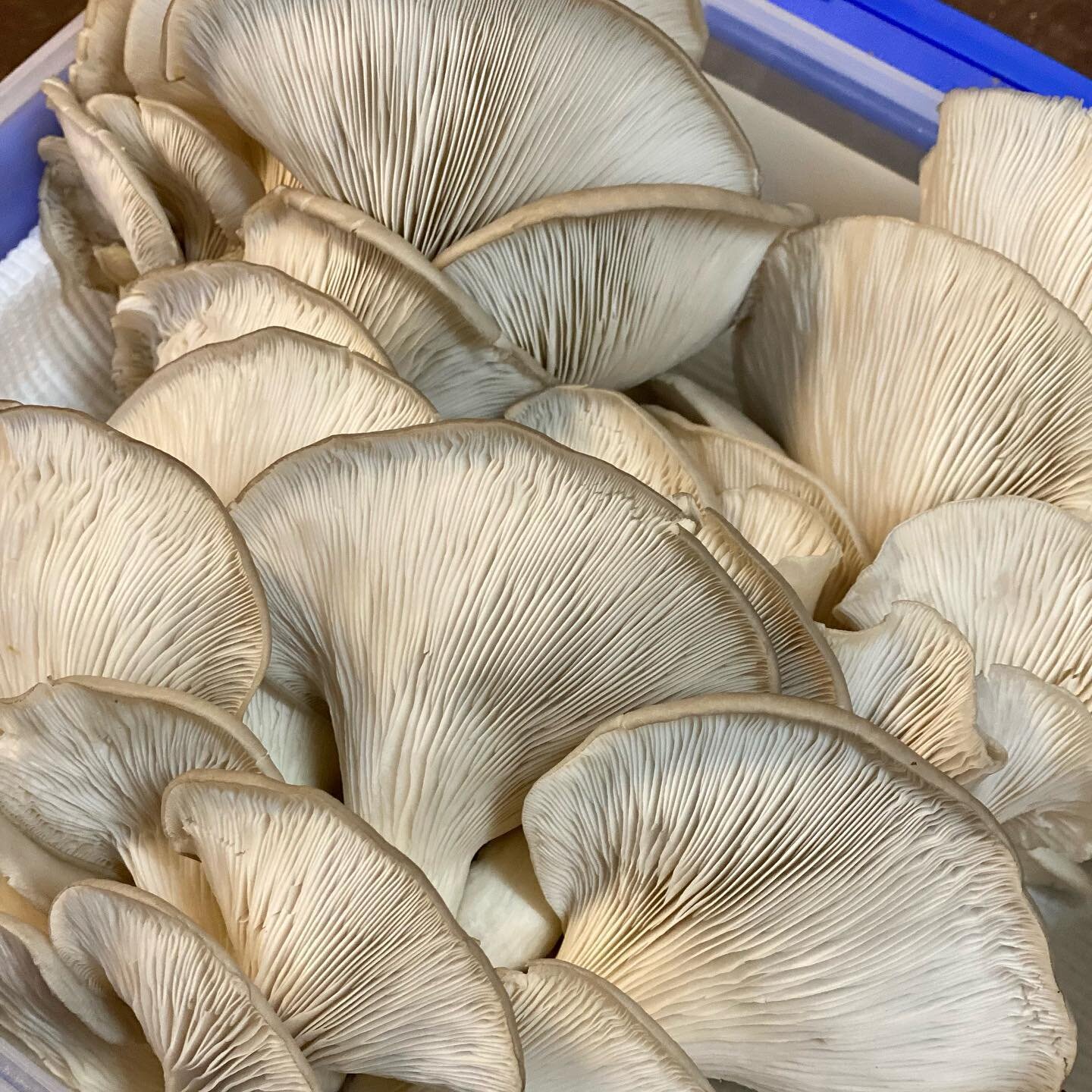 Our mushie grower spoils us! 😍 
Check out these babies. Not only does Craig from Fungi and Friends grow these mushies on organic sugarcane straw, (supplying the farm with the healthiest, freshest mushrooms around), he even brought us a batch of mush