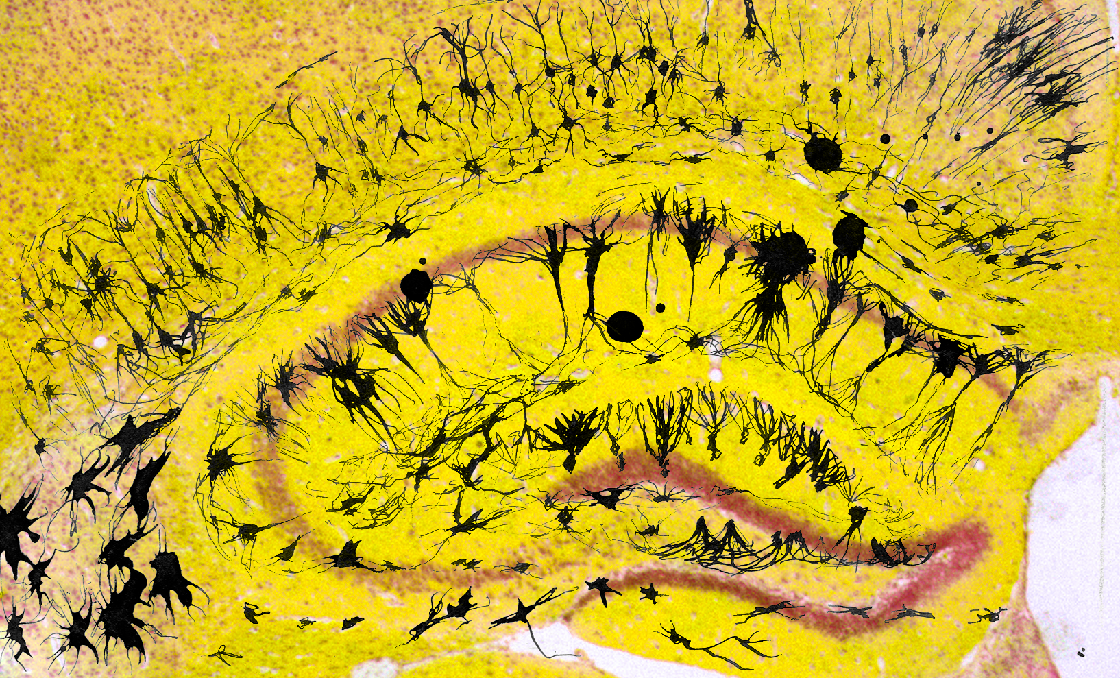Drawing the Mind at Edinburgh Science Festival