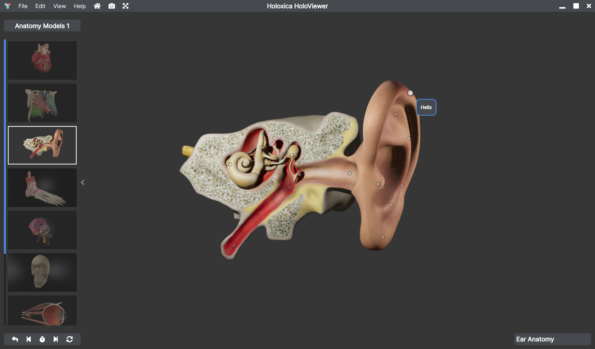 Humman Ear Anatomy (Copy) (Copy) (Copy) (Copy)