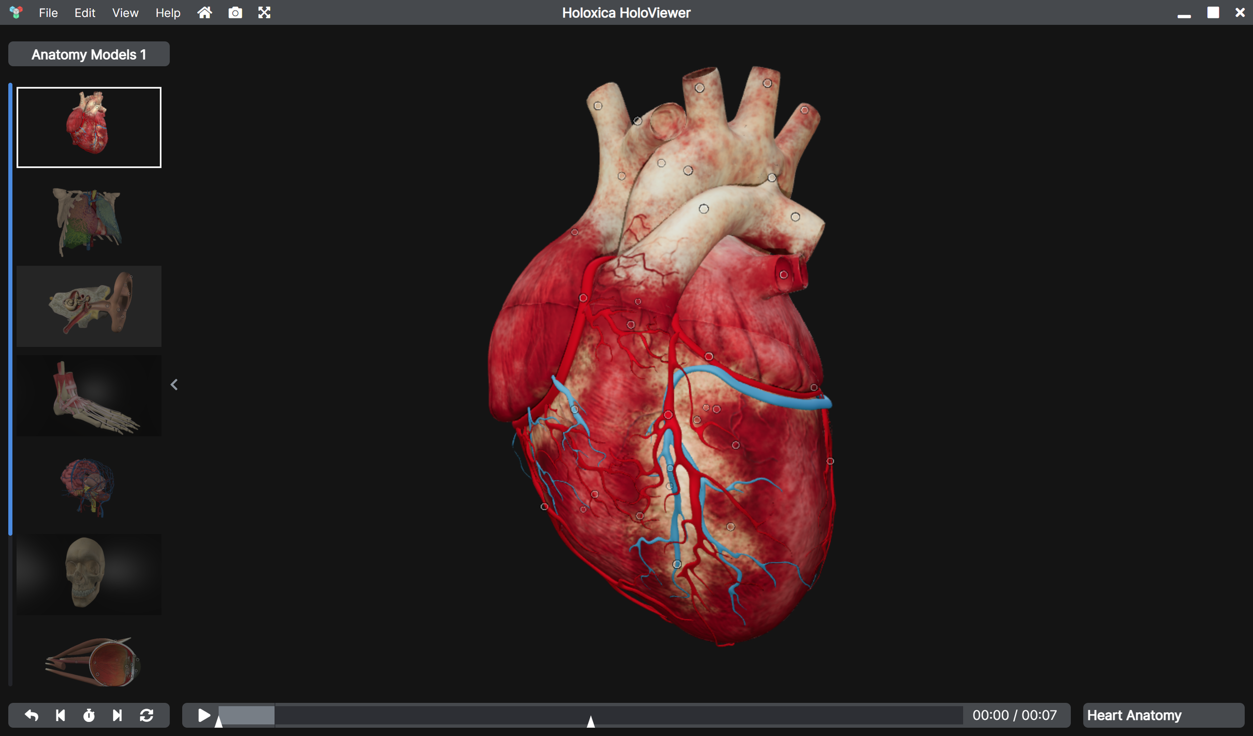 Human Heart Anatomy (Copy) (Copy) (Copy) (Copy)