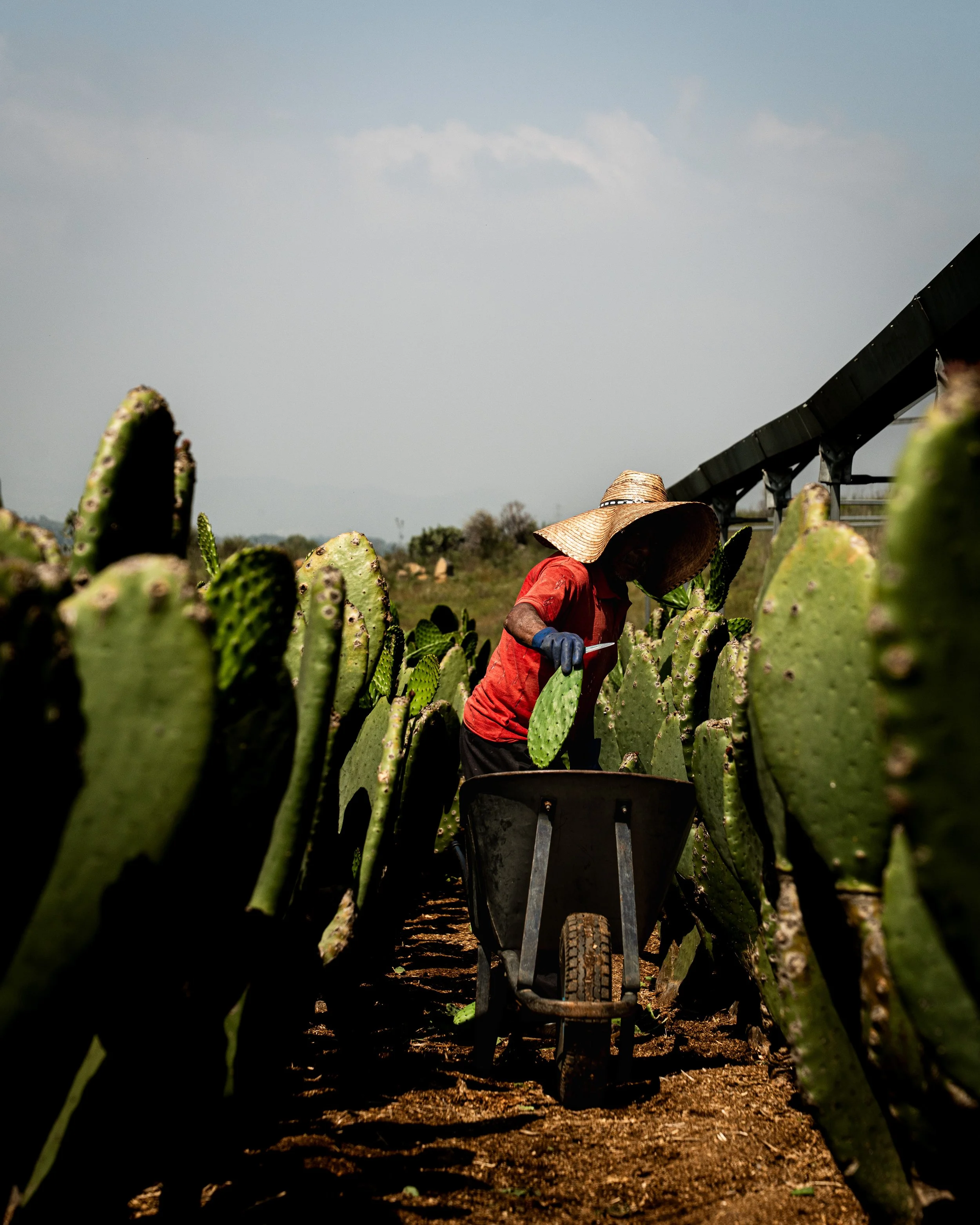  Nopales Worker 
