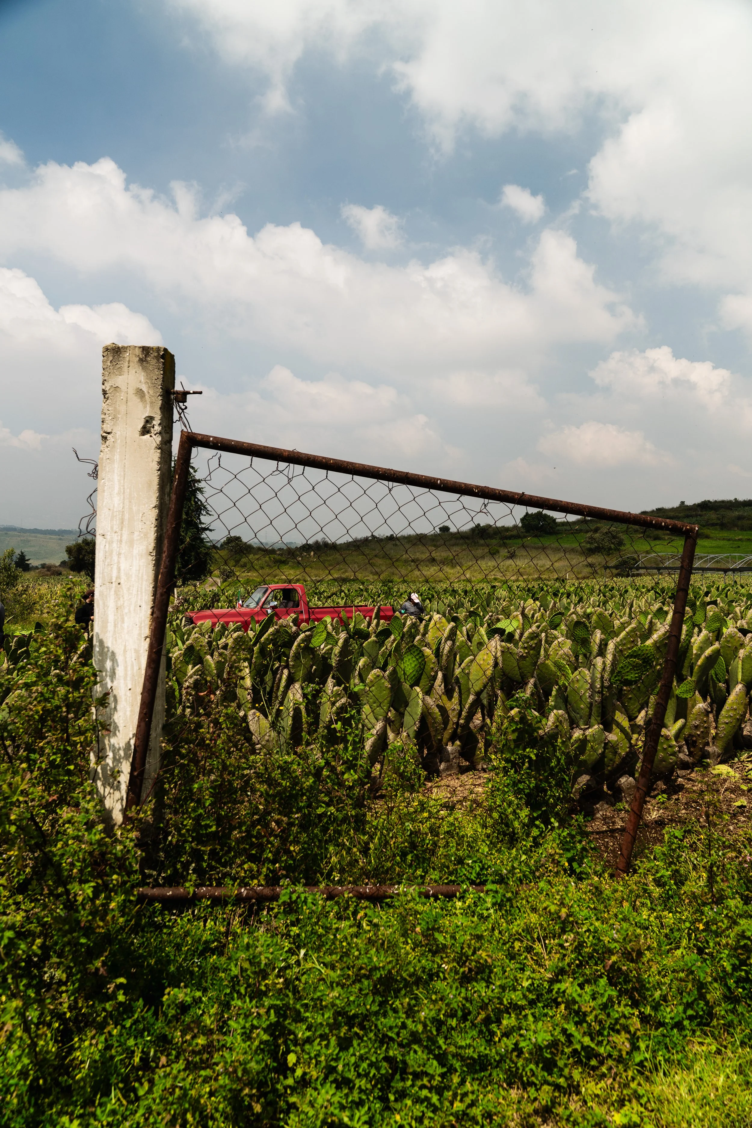  Nopales Fields 