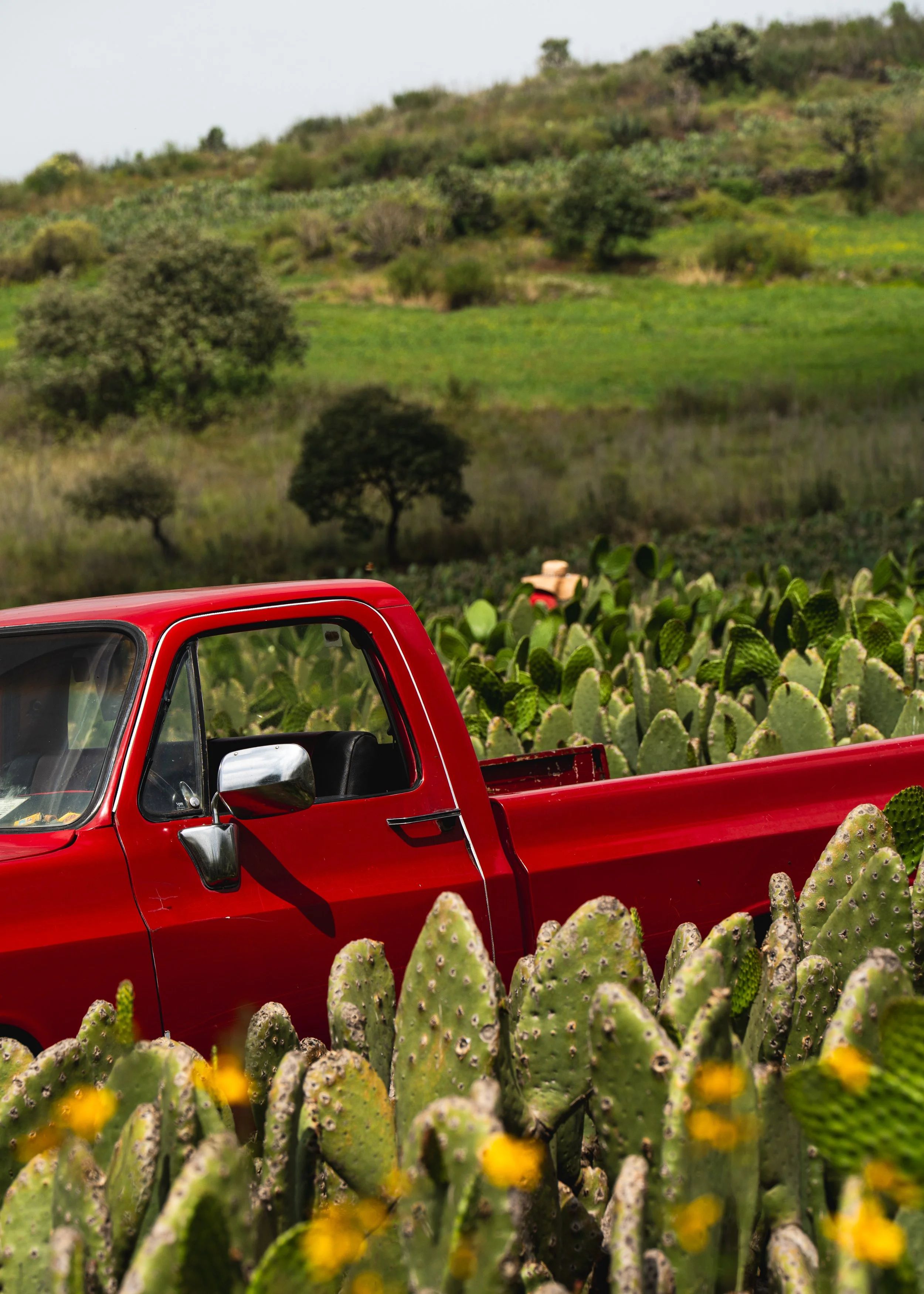  Red Truck Nopales Fields 