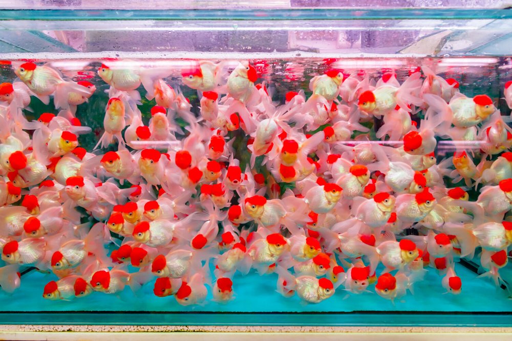 Hongkong #12 - digital print - limited edition