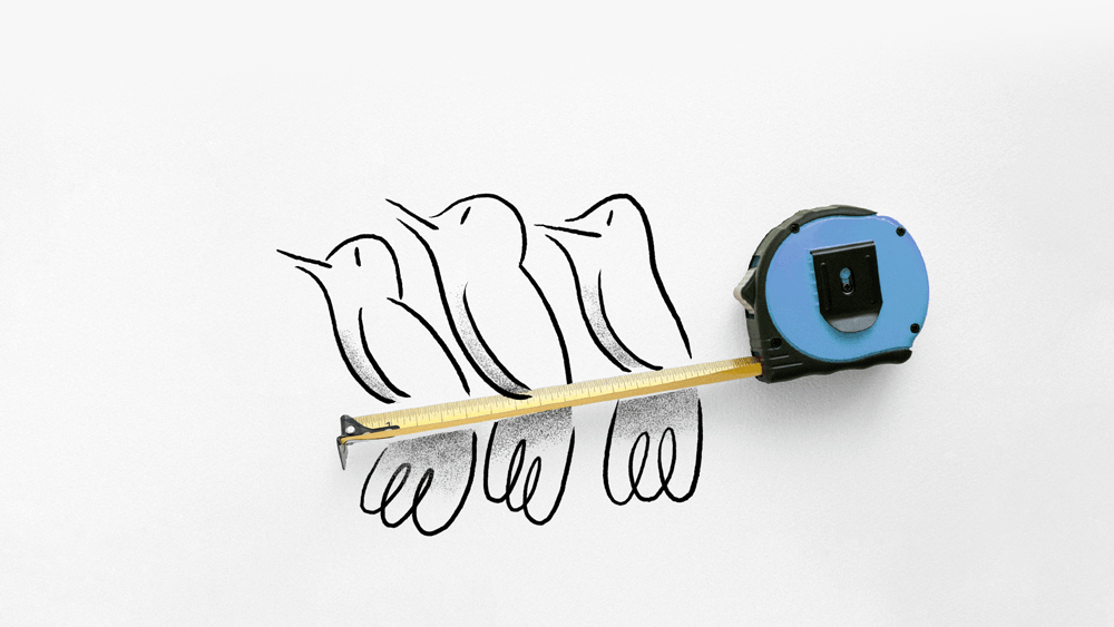 oiseaux-keyframes-web.gif