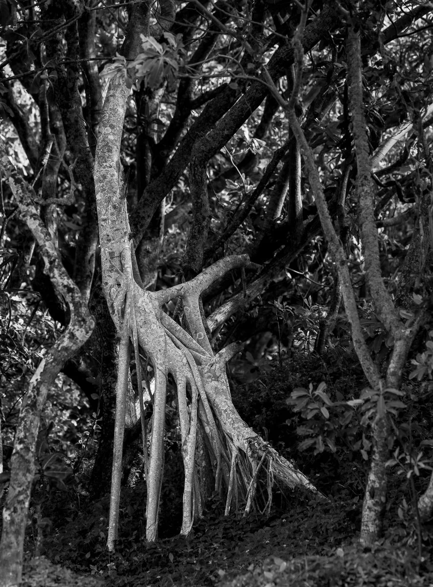 "Giraffe tree" Flying Fish Point QLD