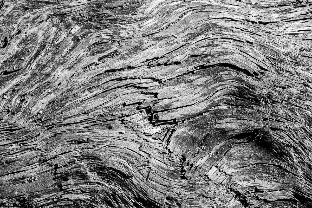 Texture on the beach - West Vancouver