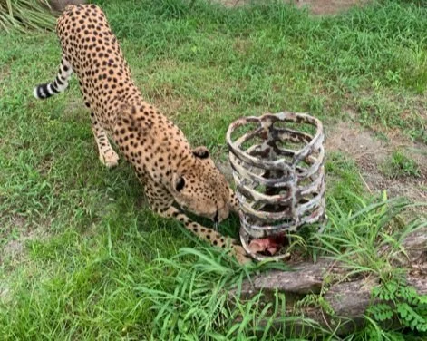 Designing PVC Feeders for Carnivores — Animal Enrichment