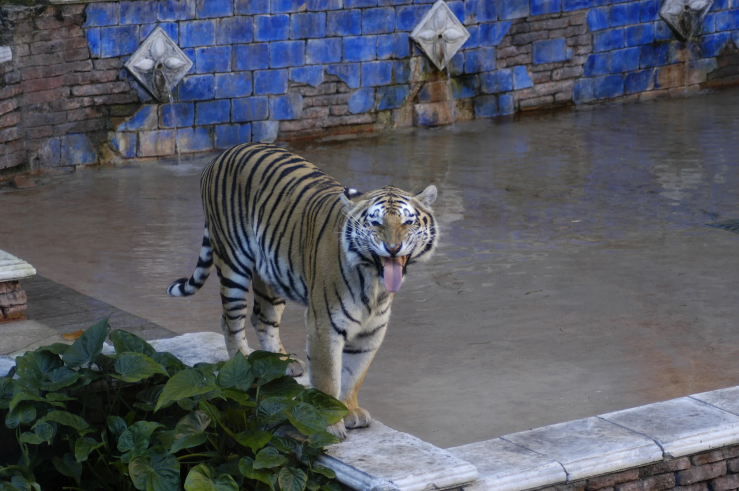 ESAV_tiger_981679_Abby_flheming_response_06_23dec05.jpg