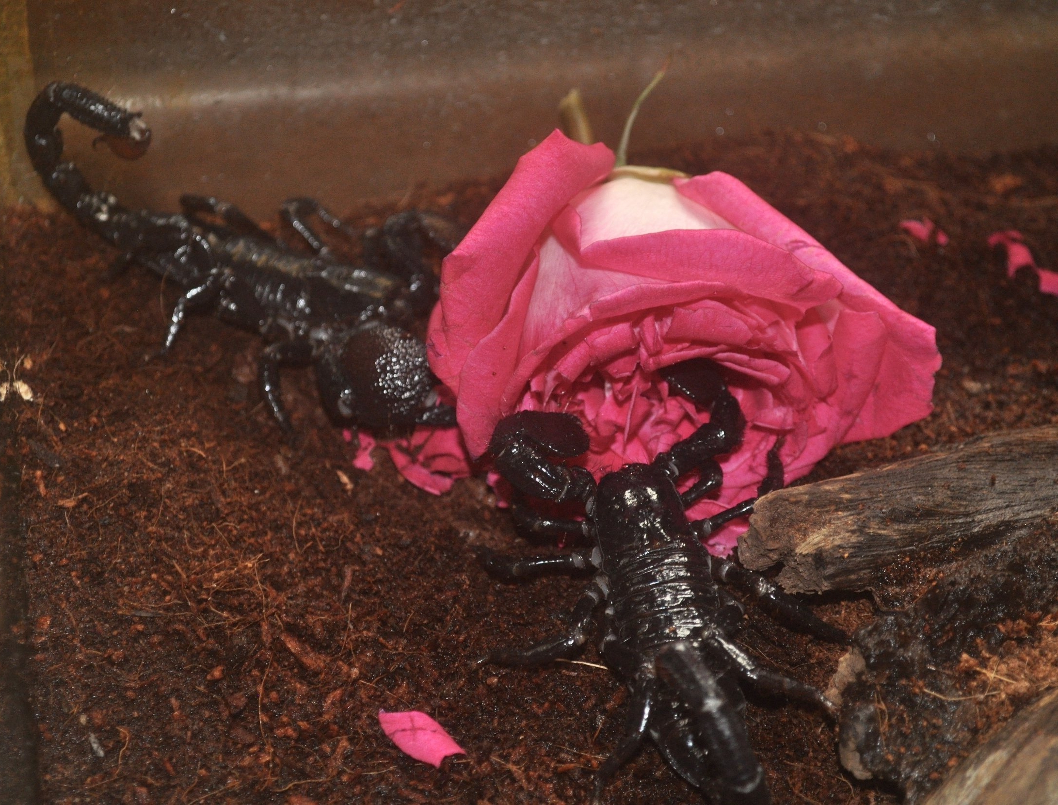 Scorpion 1.jpg