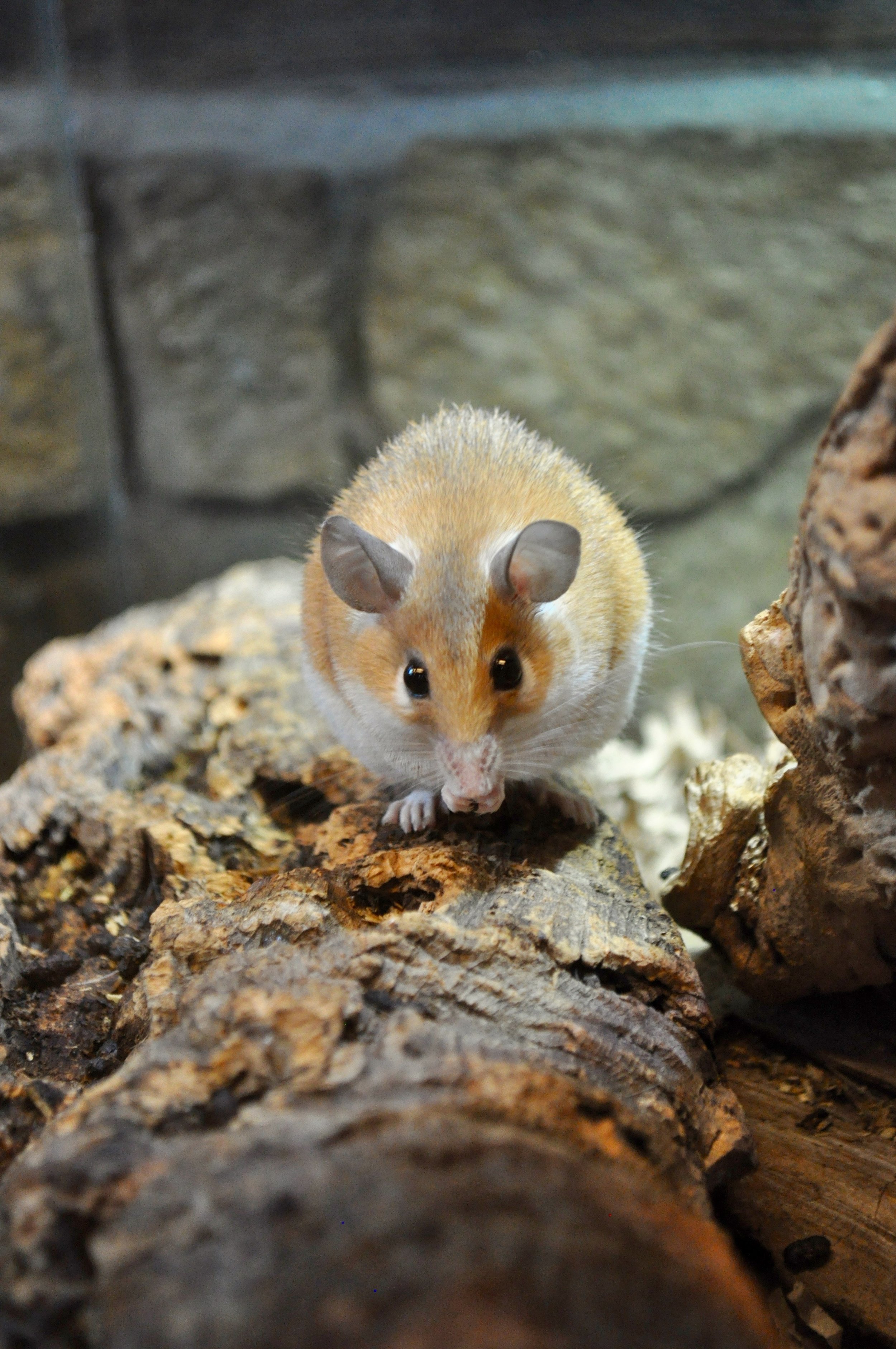 Spiny Mice-2.jpg
