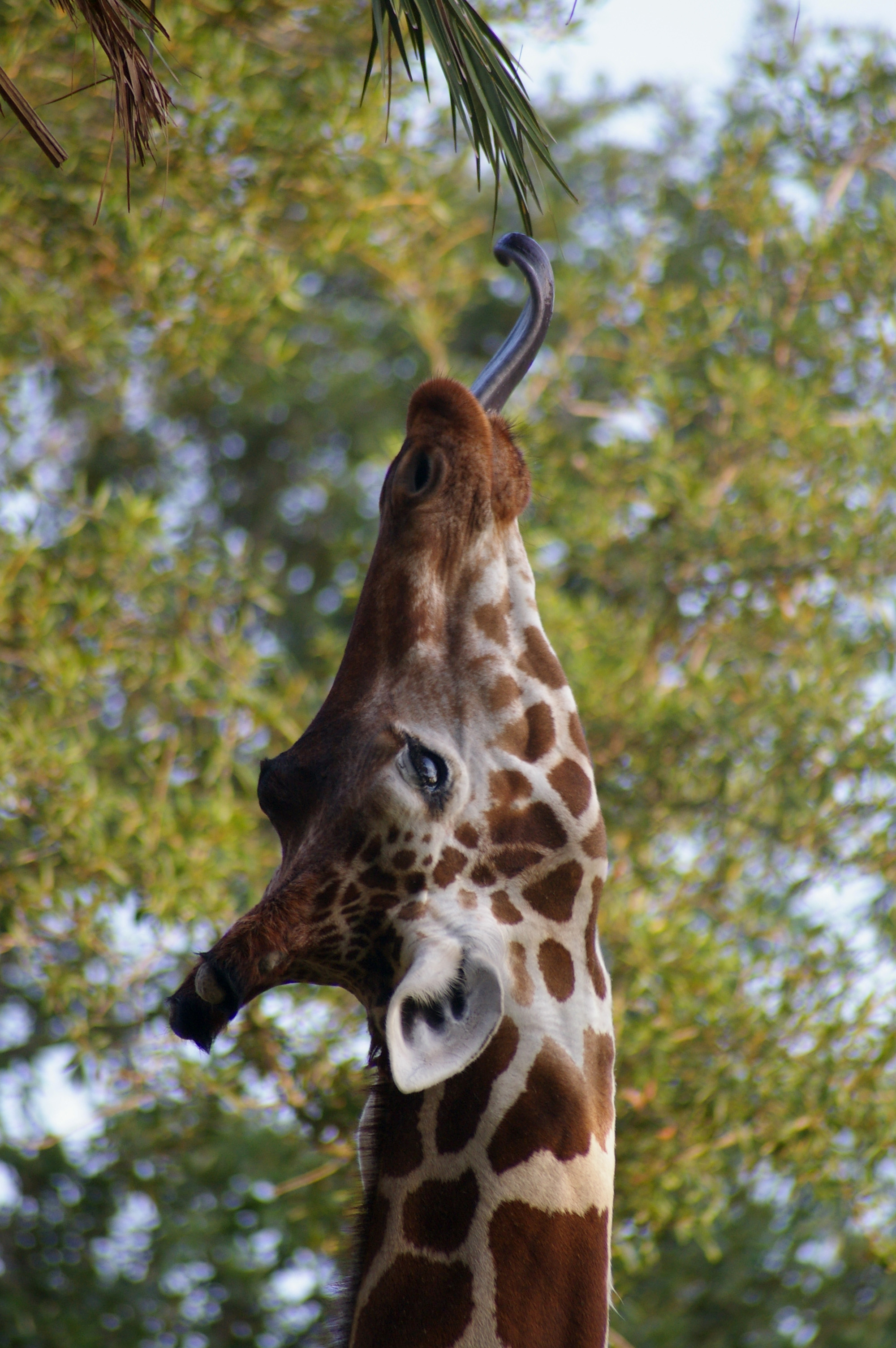 Giraffe 09.jpg