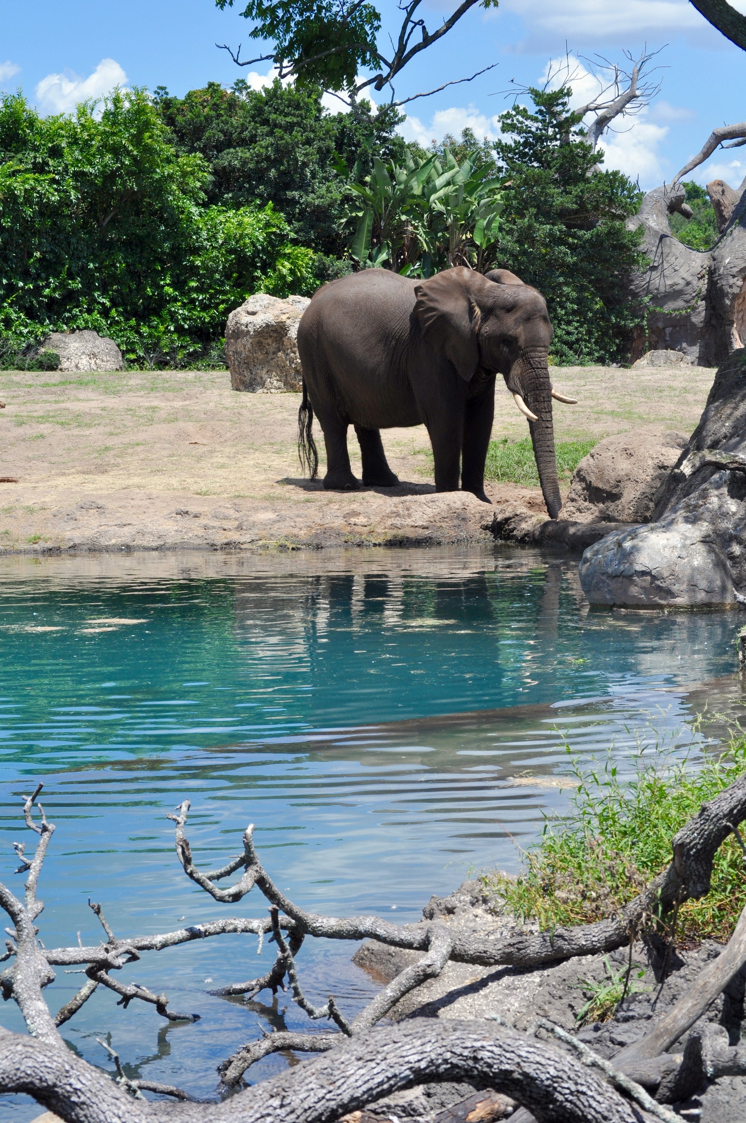 Elephant 1.jpg