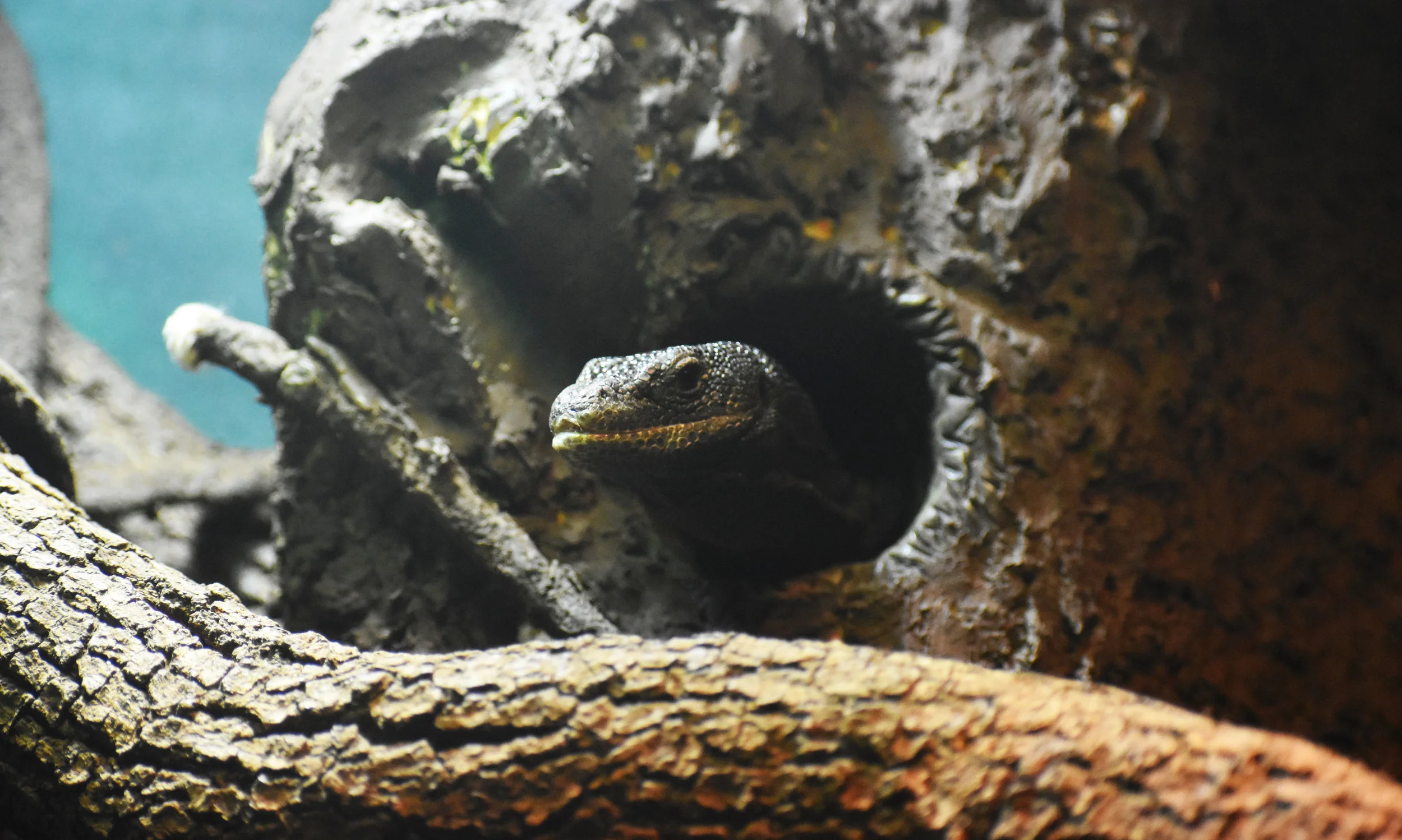 Black Tree Monitor.jpg