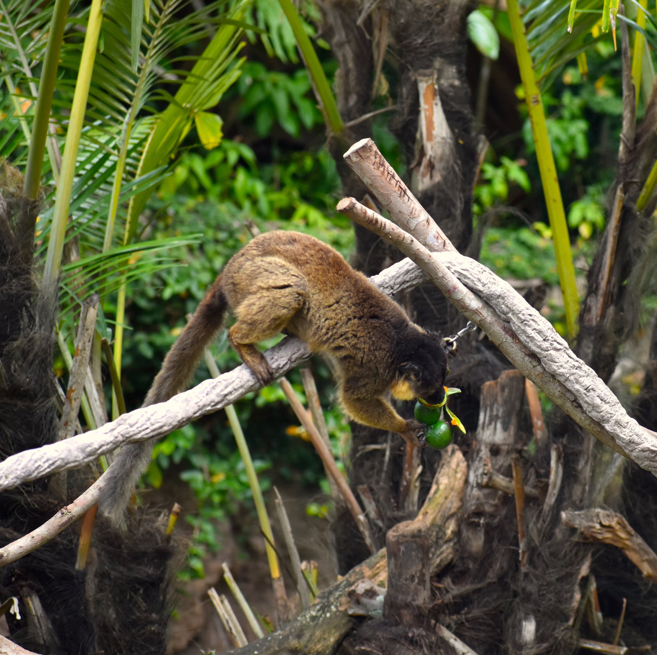 Brown Lemur pitcher plant.JPG