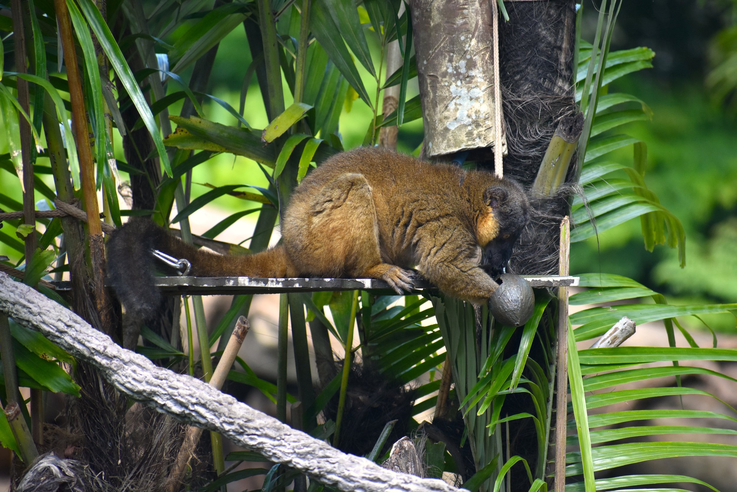 brown lemur coconut.JPG