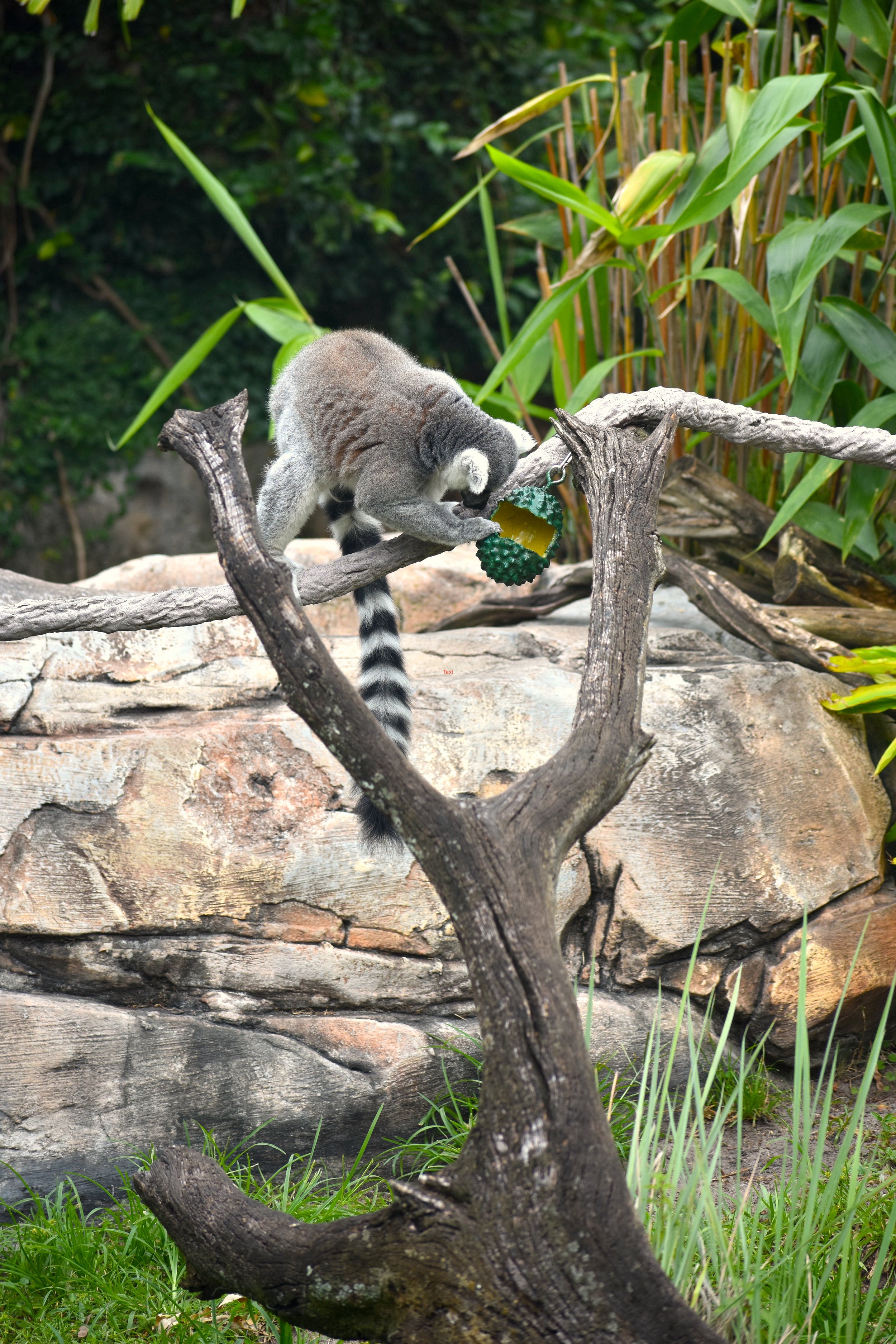 Lemur durian 1.JPG