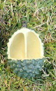 durian close up.JPG