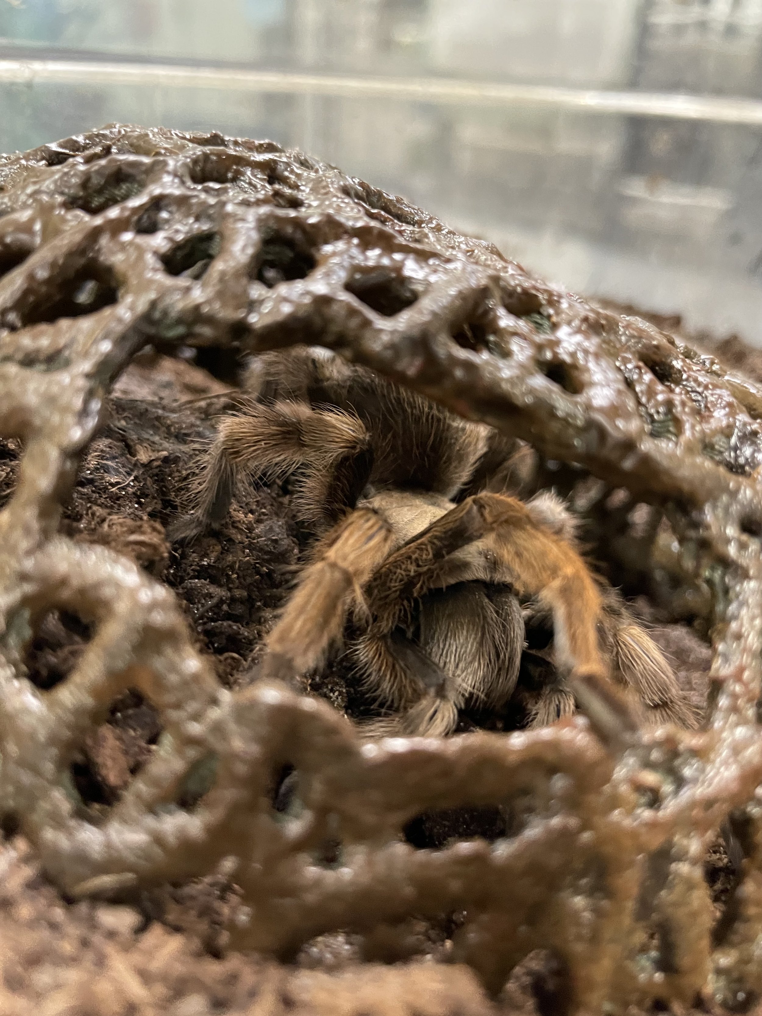 Tarantula hide close up.jpg