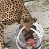 Designing PVC Feeders for Carnivores — Animal Enrichment