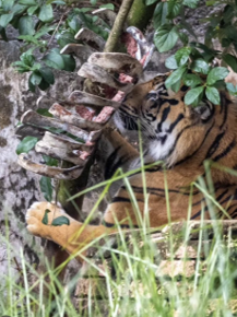 Designing PVC Feeders for Carnivores — Animal Enrichment