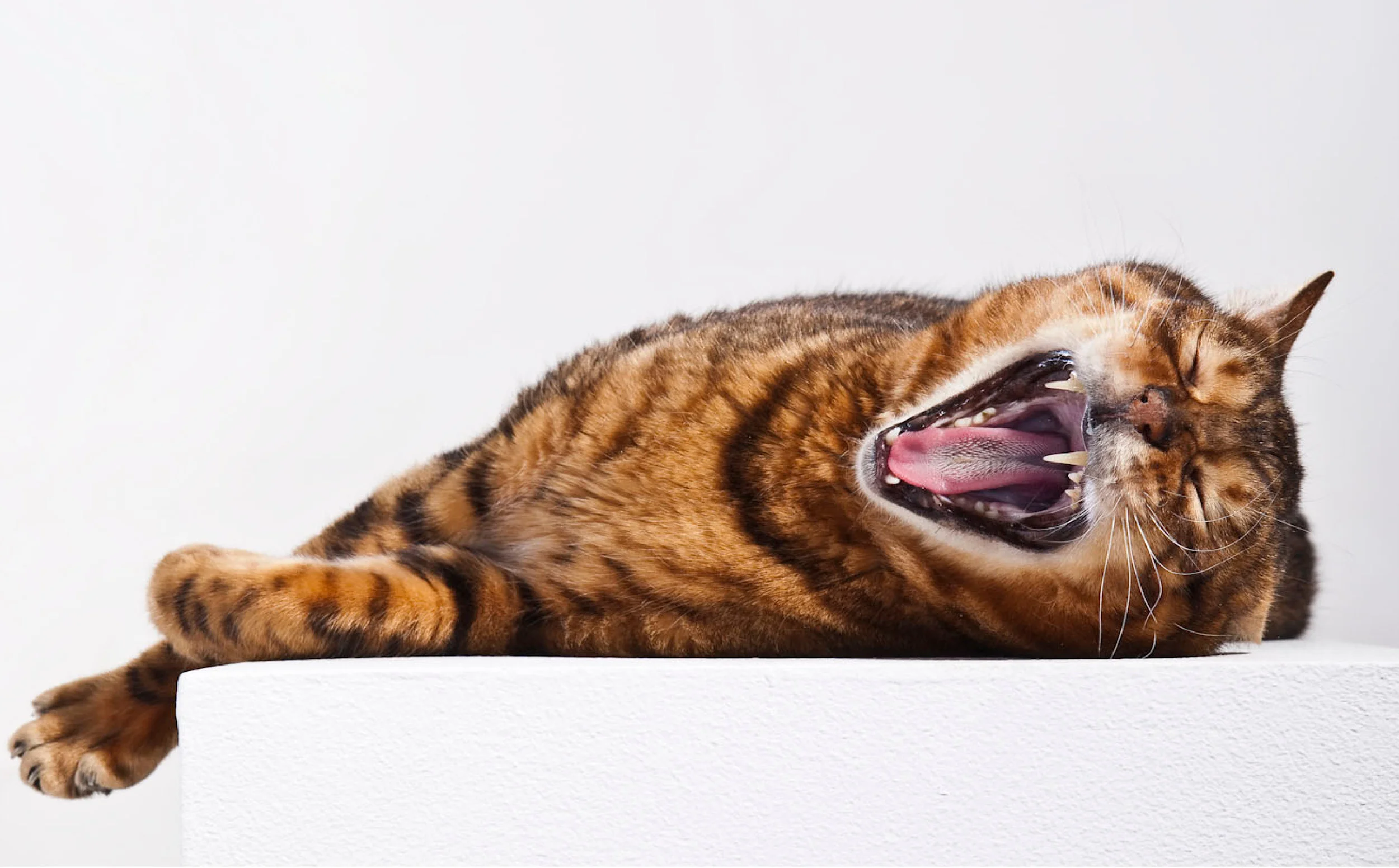 dechra presentation wide6.jpg