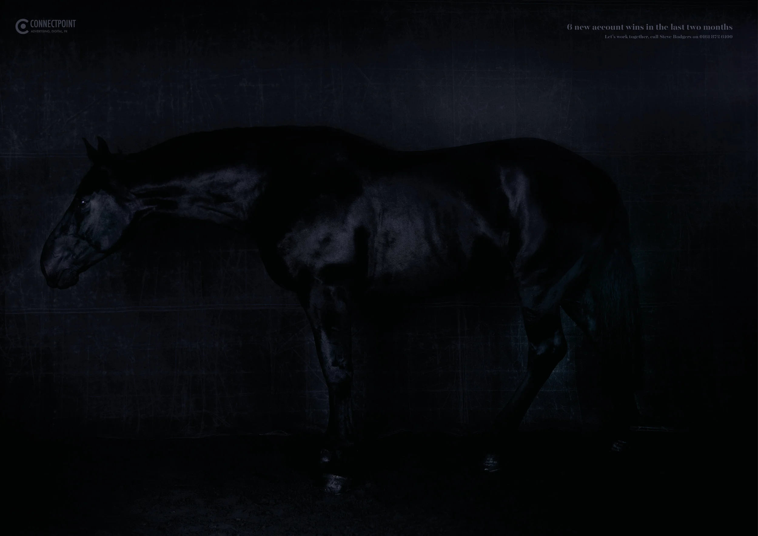 dark horse.jpg