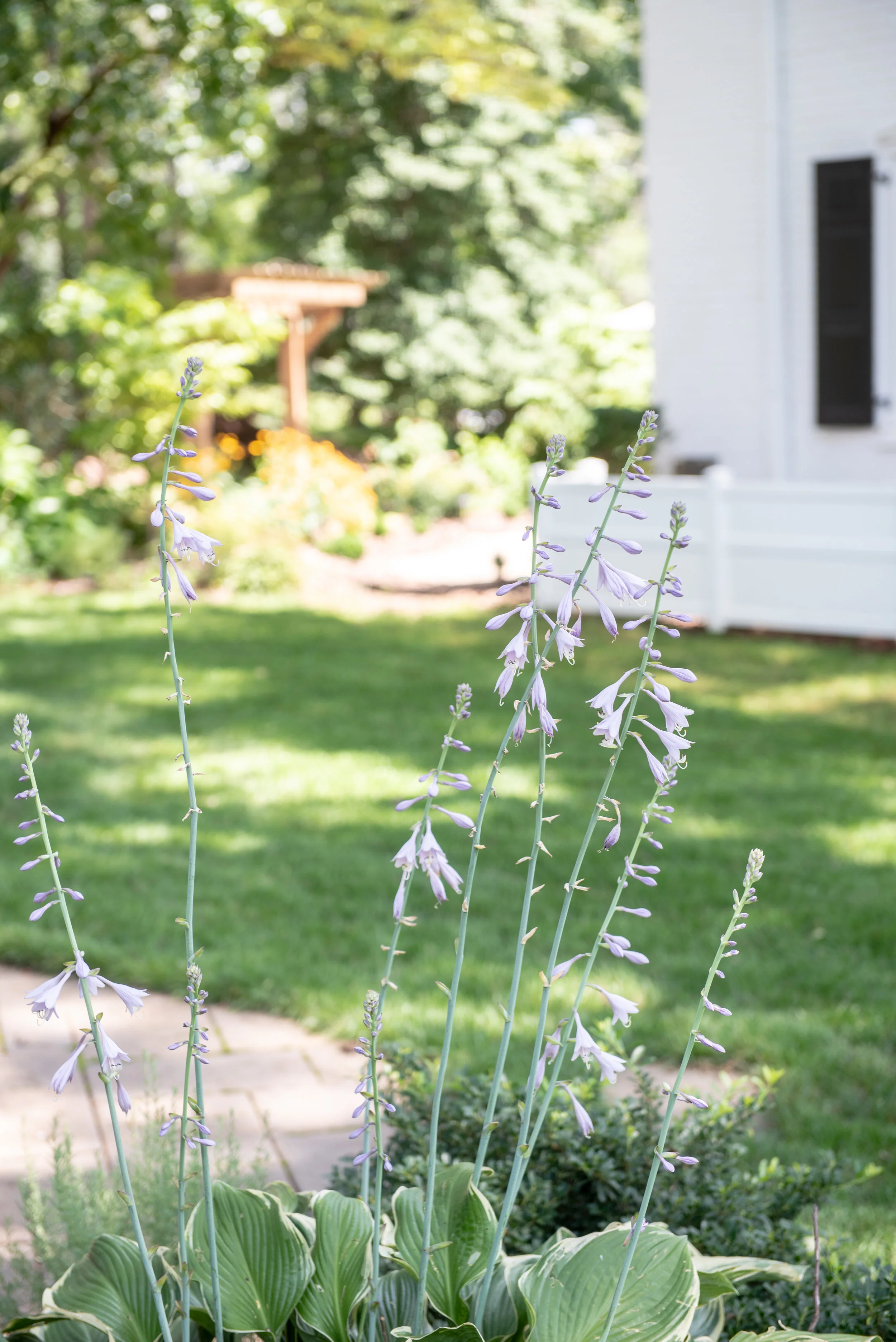 Legacy Saddle Breds - Yasmin Leonard Photography-32.jpg