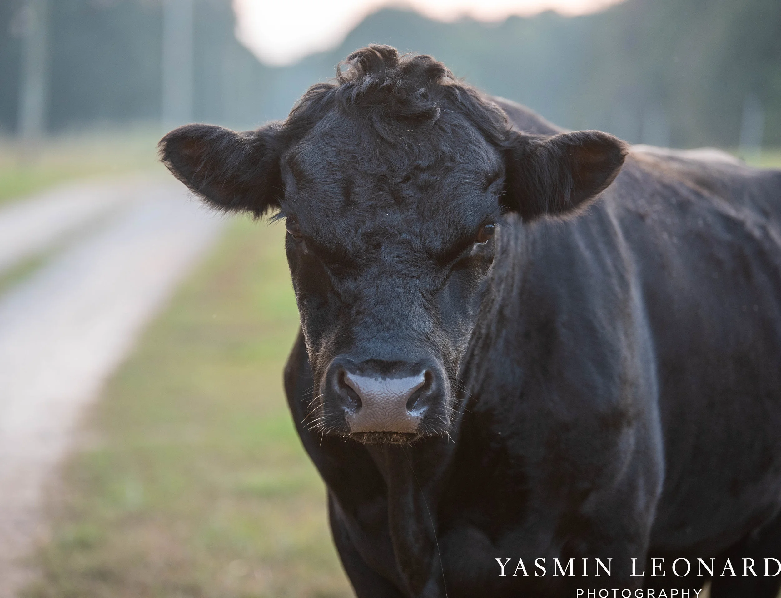 Danner Farms - NC Wedding Venues - NC Barns - Statesville NC - NC Wedding Photographer - High Point Wedding Photographer - Yasmin Leonard Photography-57.jpg
