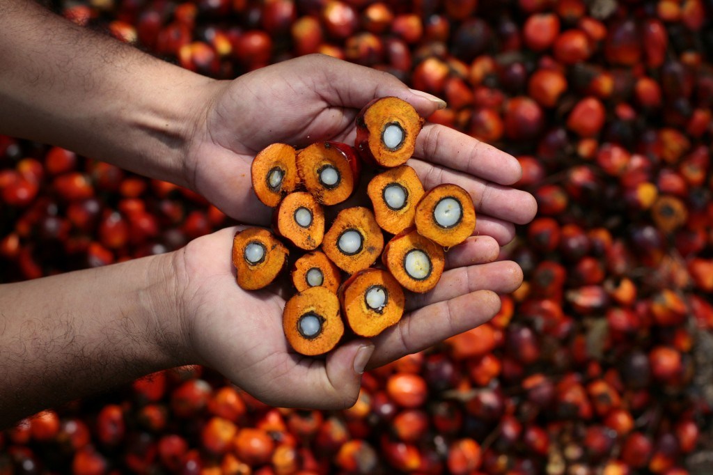 Report XV - Roundtable on Sustainable Palm Oil (RSPO) — Corporate  Accountability Research