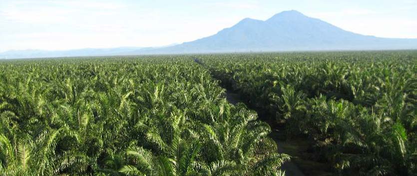 Wilmar-Oil-Palm-plantation.jpg