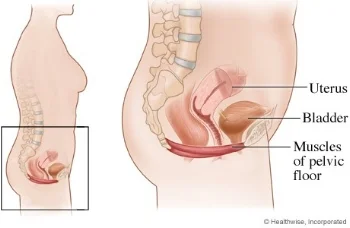 Pelvic Floor Image.jpg