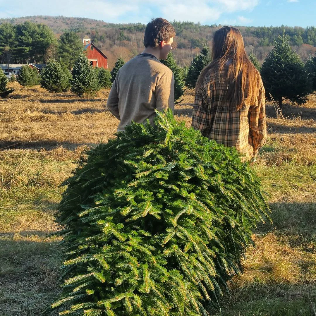 Christmas Trees of Vermont