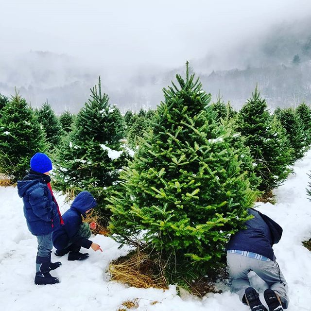 We are open today until 4pm! 🌲Pick out your perfect tree, warm up with free hot chocolate and treats in our Christmas Cottage. (We have fireplaces and heated restrooms!) 🎅 Visit with Santa and make your Holiday memories with us today!! It may be a 