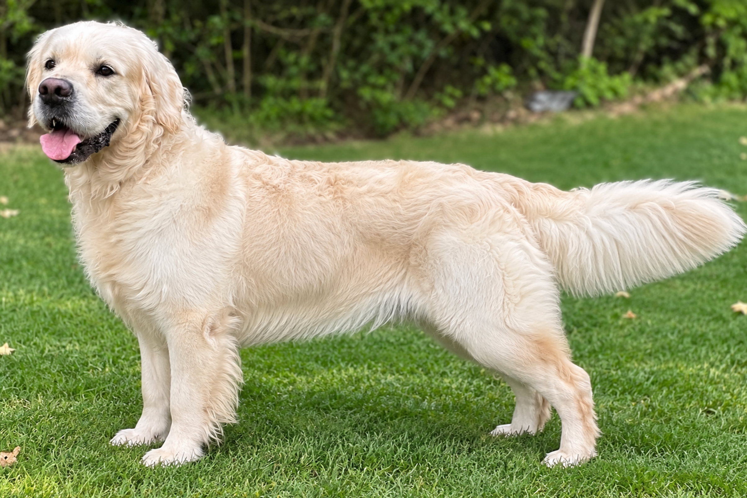 Cream-colored Golden Retriever standing on a grassy lawn with its tongue out