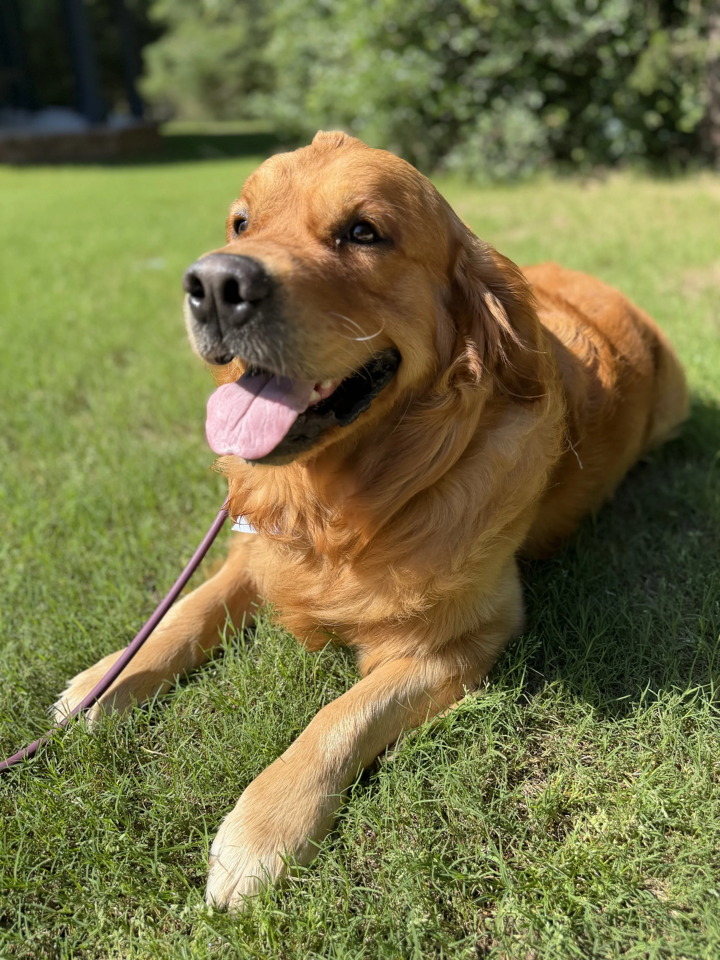 Brodi-Golden Retriever