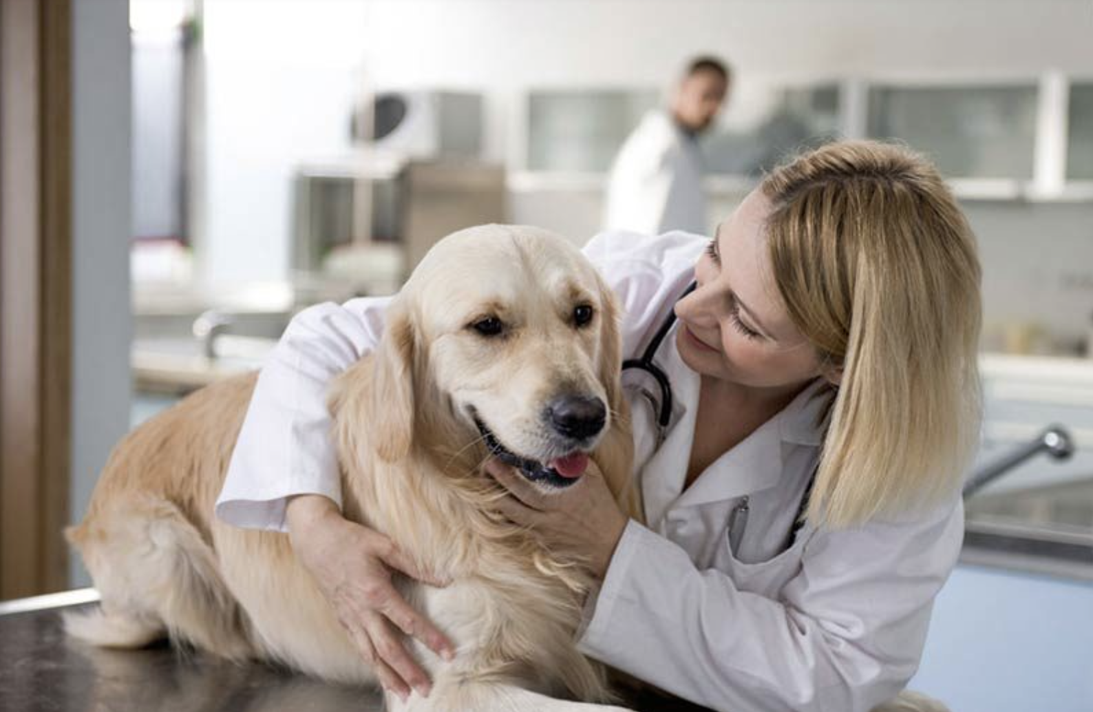 Golden Retriever at the Vet
