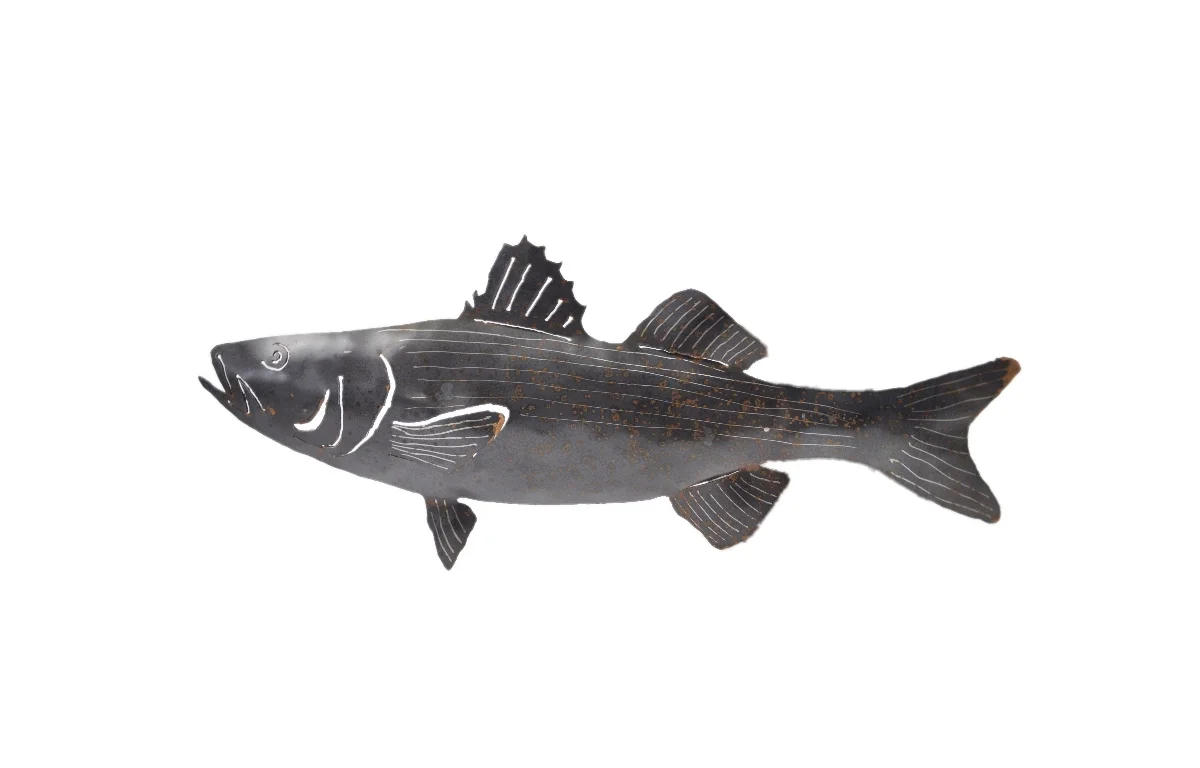 stripedseabass.jpg