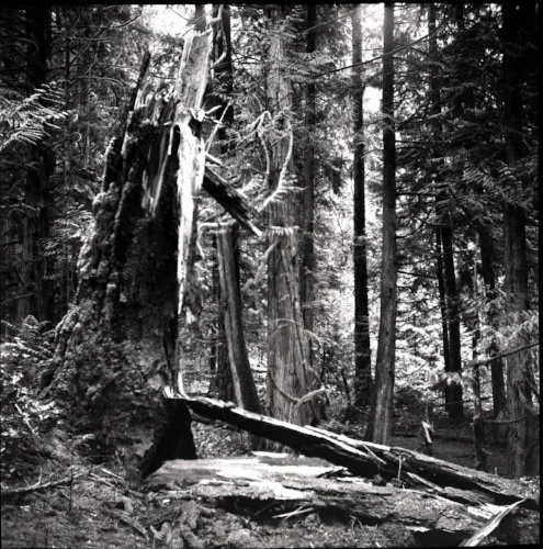 Yashica-D Photo Series, 2015