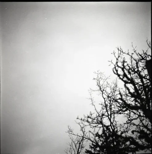 Yashica-D Photo Series, 2015