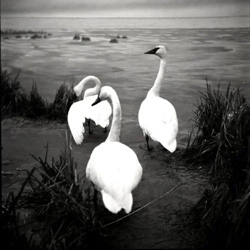 Wildlife Still Life, 2015