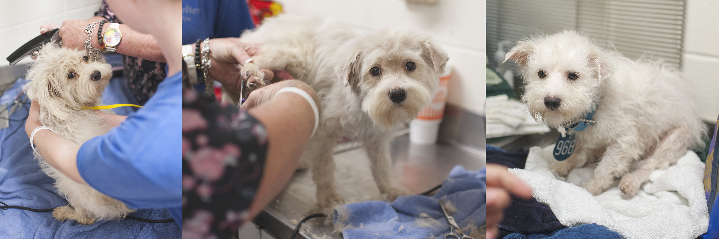 Darci and Melissa grooming and bathing a dog at Harris County Veterinary Public Health .