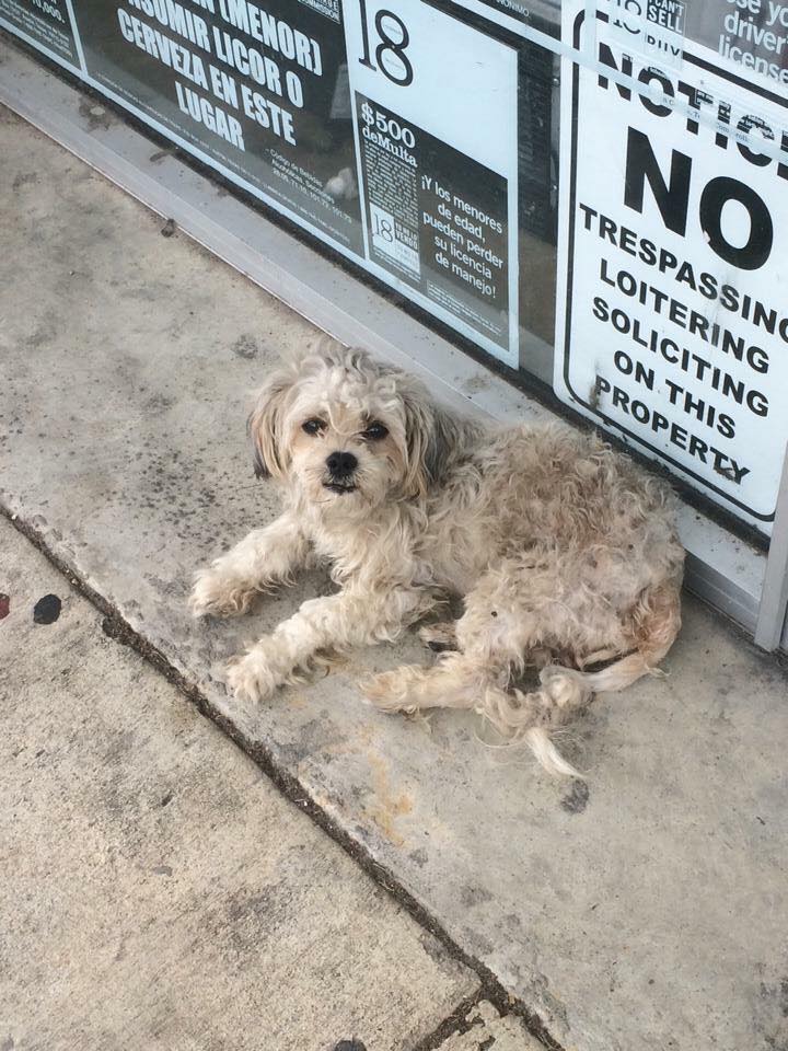 This was Calvin before, when he was dumped outside of a local business in Houston before a big storm.