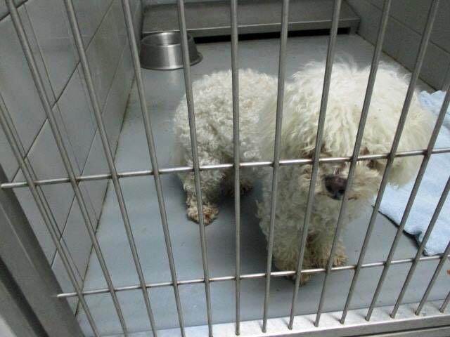 Barnaby before, when he was rescued from a local Houston shelter who was euthanizing for space.