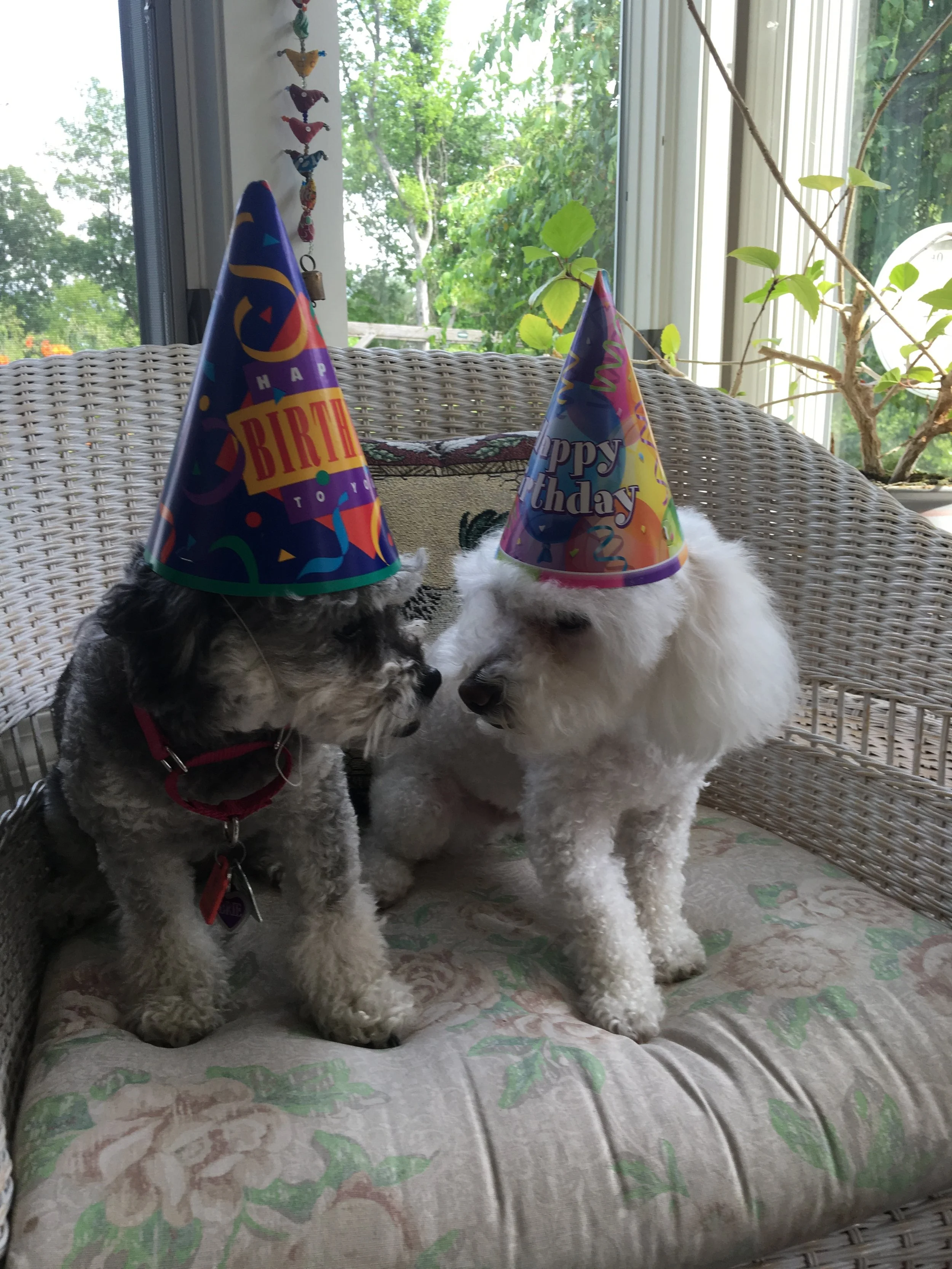 Brie (foster) and Barnaby.