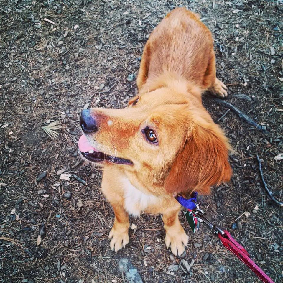 Zoe today, on her life mission of chasing squirrels