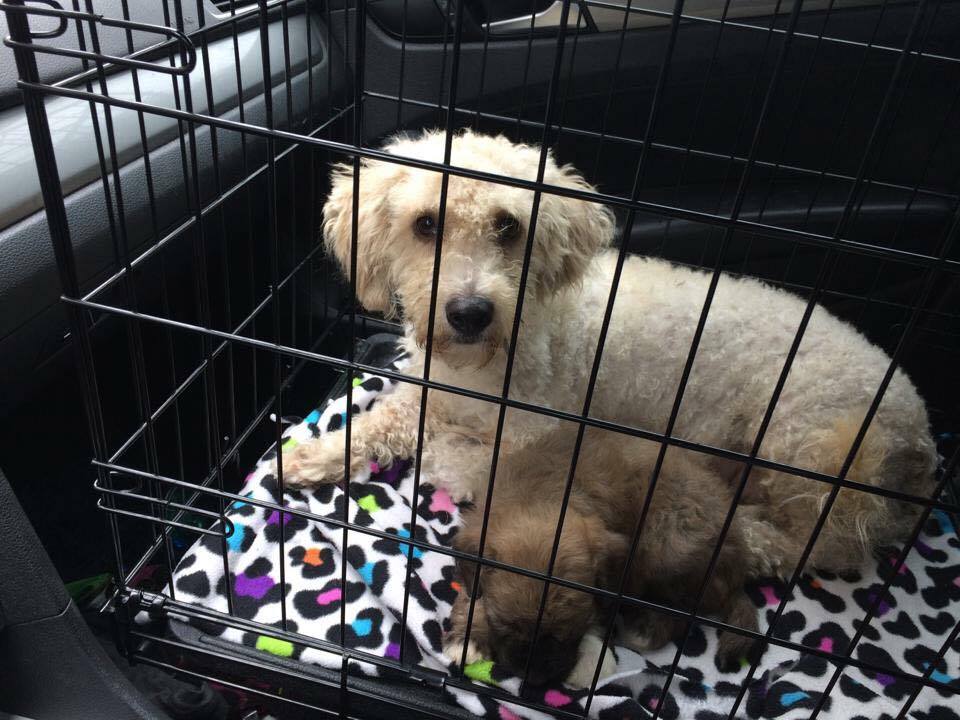 Ellie (and Hazel) before.