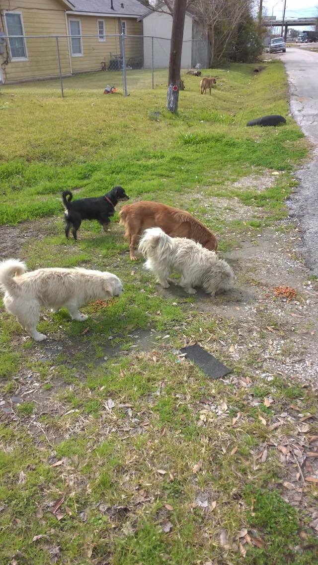 Zoe before (brown dog in middle).