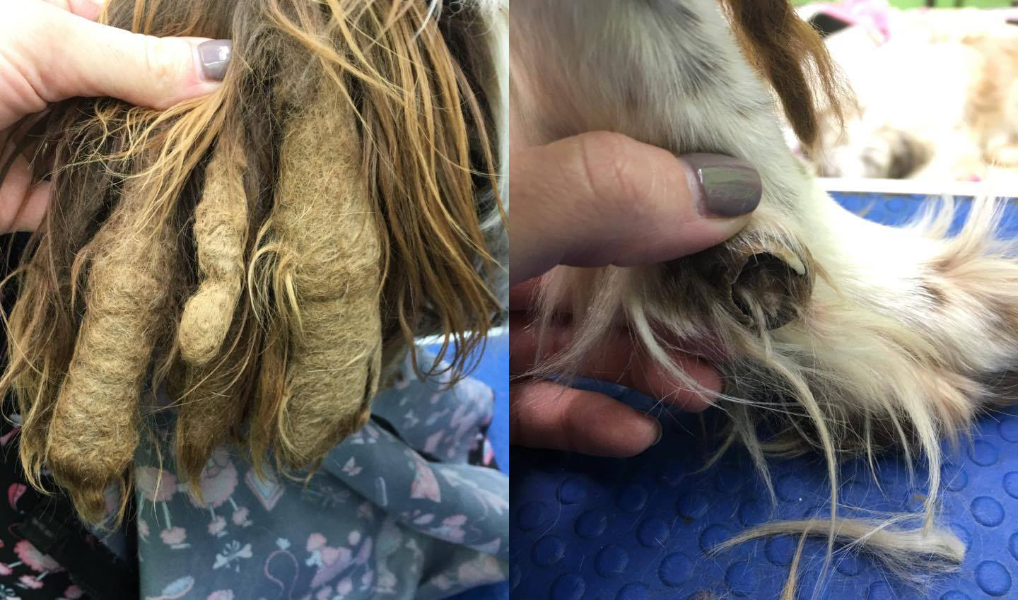 Penny before. Ear dreadlocks (left), and dew claws grown into circles (right).